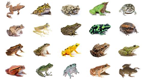 Types of Frogs | Learn Types of Frogs In English Language | Frog ...