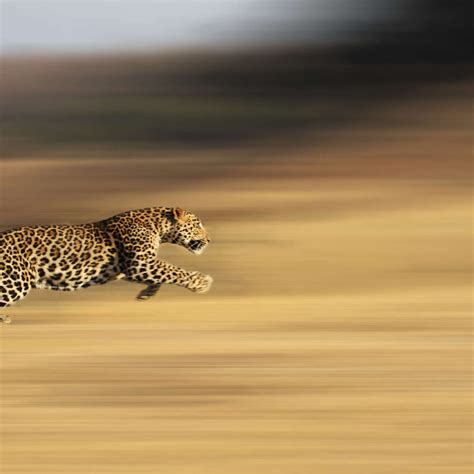 Leopard Sprint Wall Art | Photography