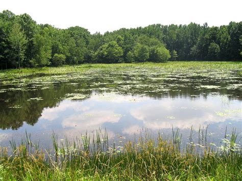 Patuxent River State Park contains miles of unmarked trails and takes ...