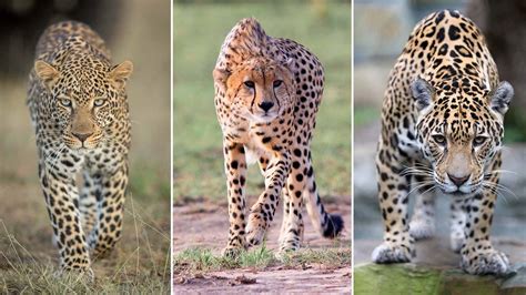 If a jaguar, a cheetah, and a leopard would race each other, who would ...