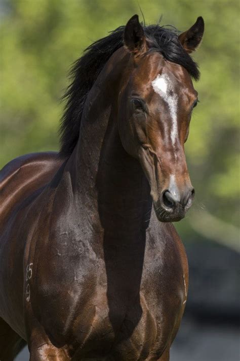 Pin by Christiane Abb on The wonderful Thoroughbred / Traber Horses ...