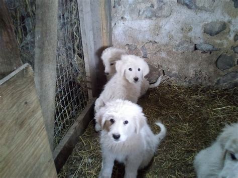 Maremma Sheepdog Puppies For Sale | Sand Lake, MI #321942