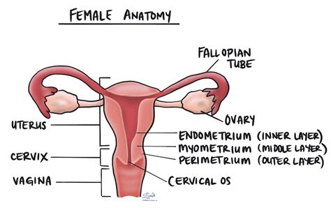 Endometrial hyperplasia without atypia | MyPathologyReport.ca