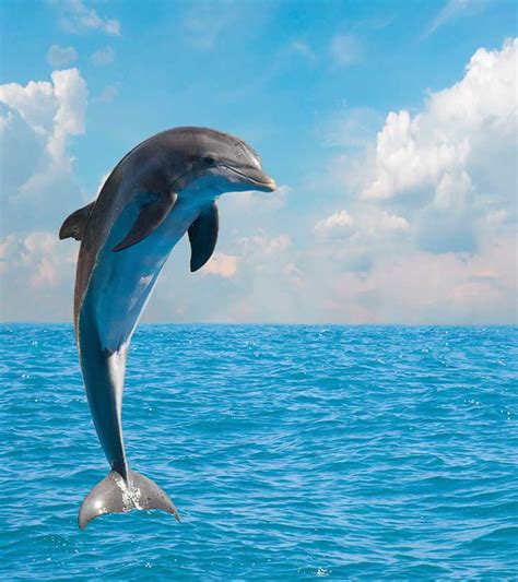 50+ Fun And Fascinating Dolphin Facts for Kids