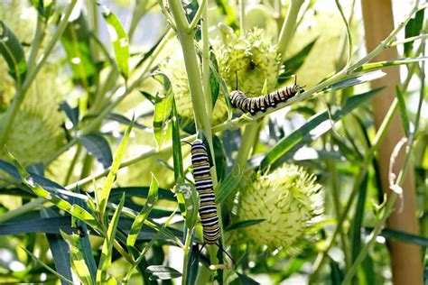 Growing Swan Plant (Milkweed) for Monarchs - Green in Real Life