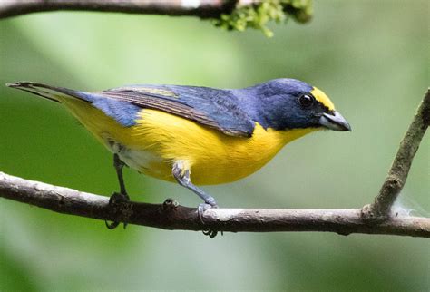 Yellow-crowned Euphonia / Euphonia luteicapilla photo call and song