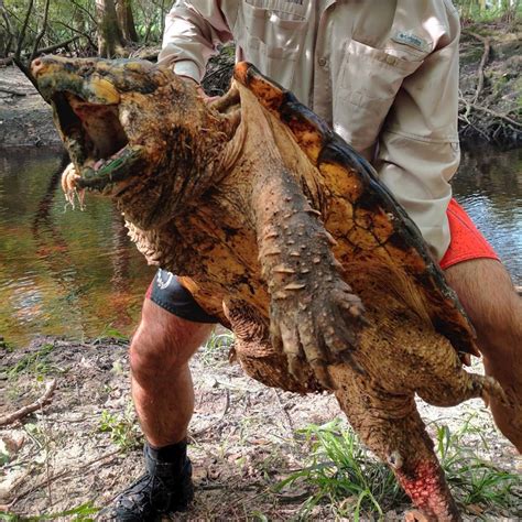 Increíble hallazgo en Florida: Tortugas con aspecto de animal ...