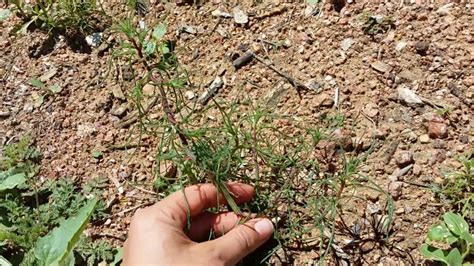 Russian Thistle: Pull It! | Colorado Yard Care