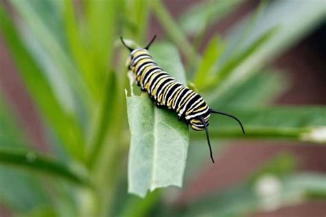 Growing Swan Plant (Milkweed) for Monarchs - Green in Real Life