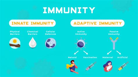 Innate vs Adaptive Immunity | Technology Networks