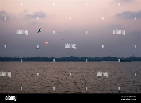 Purple sunset with flying birds at the Ashtamudi Lake, Kollam, Kerala ...