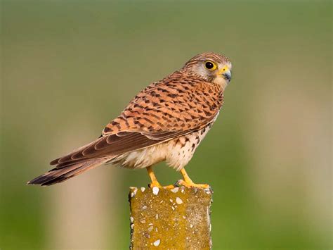 A guide to British birds of prey | Love The Garden