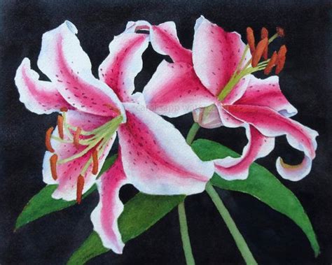 Stargazer Lily Painting at PaintingValley.com | Explore collection of ...