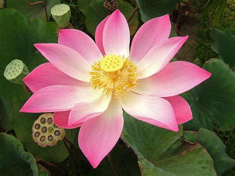 Indian Lotus in Ubud, Bali | Hasu, 蓮, Indian Lotus, Nelumbo … | Flickr