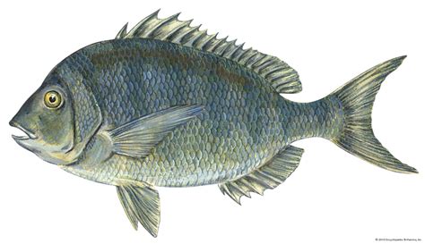 Porgy | Sea Bass, Grunt Fish & Coastal Fish | Britannica