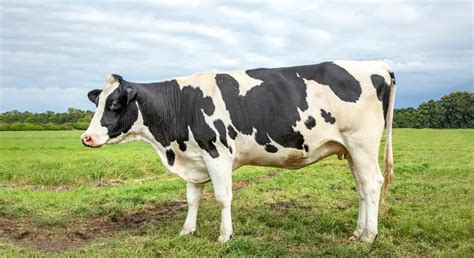 Holstein Friesian Cattle: Guide, Info & Facts