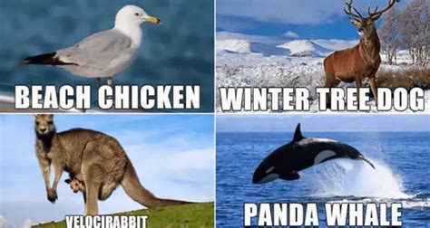 40 Funny Animal Names That Sound So Much Better