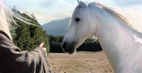 RIP Shadowfax: Gandalf's Horse Lord of the Rings Put Down After Illness