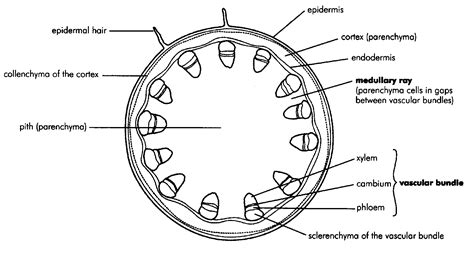 Internal structure of the dicotyledonous stem By OpenStax (Page 3/6 ...