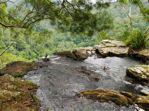 Springbrook National Park Walks and Gold Coast waterfalls