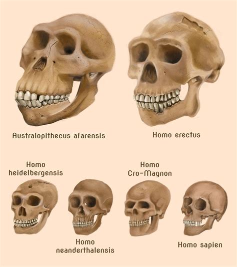 Human evolution skulls by amircea on deviantART | Human evolution ...