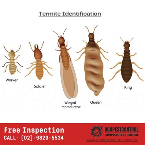 What Do Termites Look Like - Ocg Pest Control & Termite Prevention ...