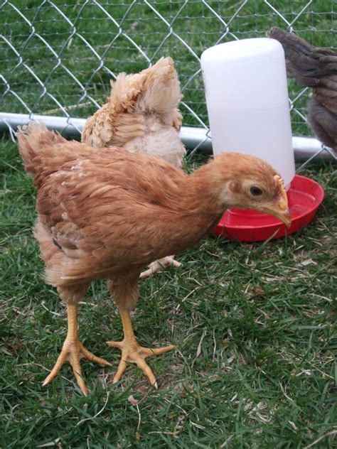 Breed Profile: New Hampshire Chicken - Backyard Poultry | Backyard ...