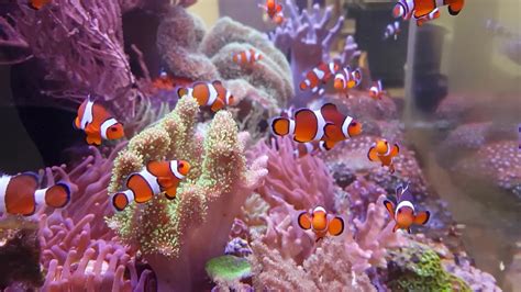 AF clownfish tank - YouTube