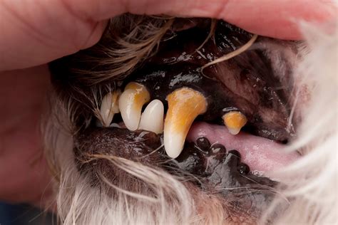 Is Gum Disease In Dogs Fatal