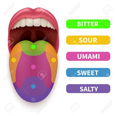 Realistic tongue with basic taste areas. Tasting map in human mouth ...