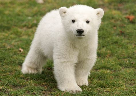 Newborn Polar Bear Pictures