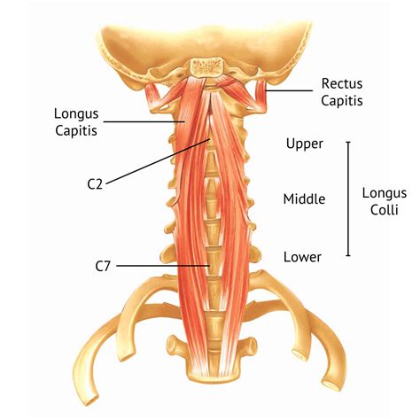 Comprehensive Case 4: C Spine Jeopardy Template