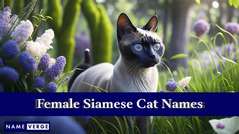 Siamese Cat Names: 399+ Best Names For Siamese Cats