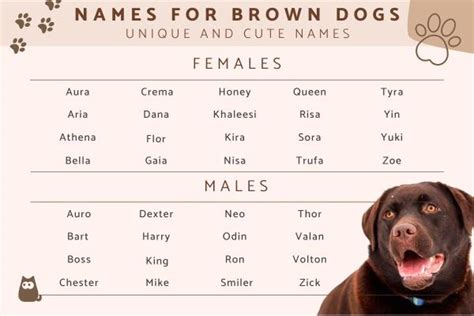 120+ Names for Brown Dogs - Unique Brown Dog Name Ideas