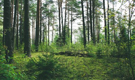 Pros and Cons of discovering Belarusian Nature | Belforrest