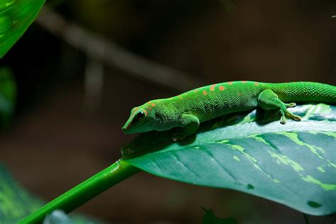 Facts About Geckos | Live Science