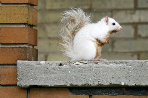 The White Squirrels of Exeter