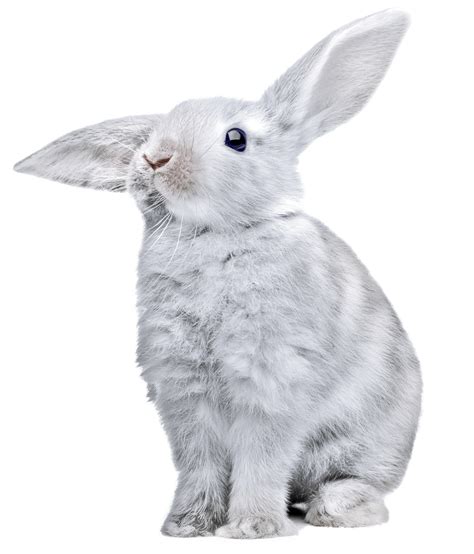 white rabbit with huge ears PNG Image - PurePNG | Free transparent CC0 ...