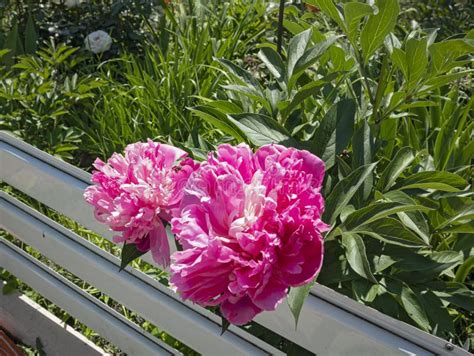 Lush Bloom of Bright Pink Peony in the Garden. Everything is Bathed in ...