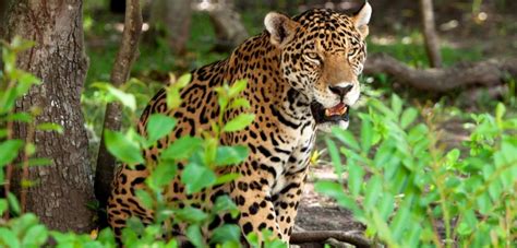 The Most Amazing Wildlife Experiences in Mexico - Latitude21Resorts