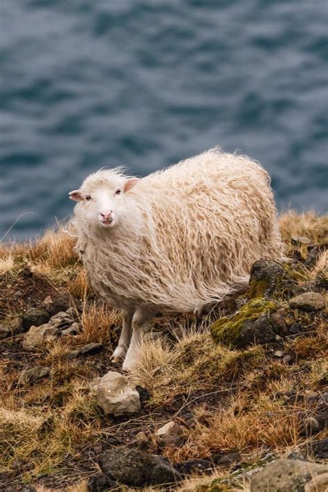 Faroe Islands A love story: by Christoffer Collin on @stellerstories ...