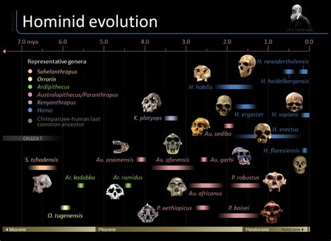 7 Homo species close to present human that existed on the Earth. - The ...