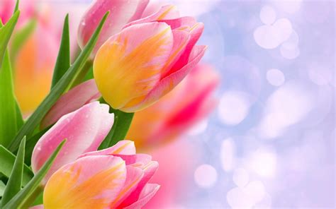 Tulip flowers wallpapers