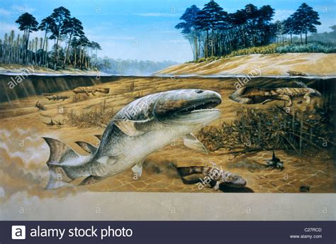 Painting of a Devonian period fish, Hyneria Stock Photo, Royalty Free ...