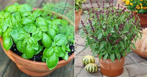 22 Types of Basil to Grow | Best Basil Varieties