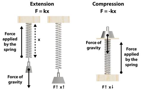 Hooke's Law - It's No Stretch! - Kidizen Science