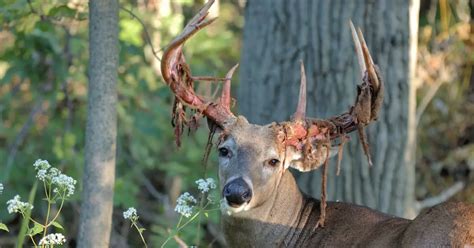 Deer Velvet Shedding (why it happens, what it's like) - World Deer