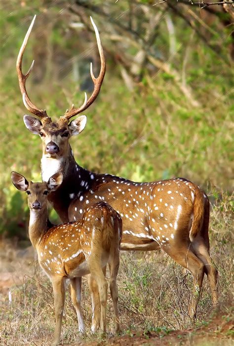 Chital | Animali del bosco, Immagini con animali, Animali selvatici