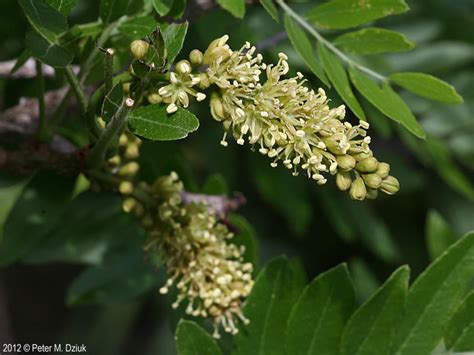 Gleditsia triacanthos (Honey Locust): Minnesota Wildflowers