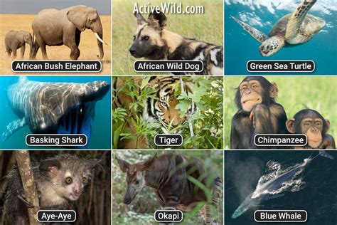 Top 192+ How many animals are on the endangered list ...